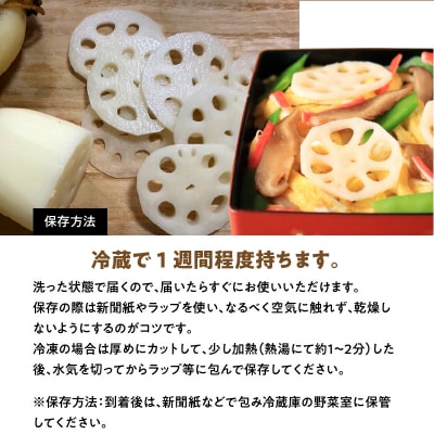 天草蓮根 約4キロ〈先行受付〉_S089-010