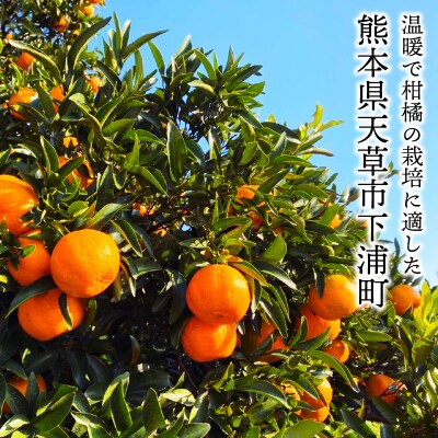 香りを食す!熟成完熟天草ぽんかん 1月発送 約3kg秀品〈先行受付〉_S117-003