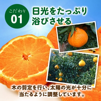 【先行受付】天草産 不知火 約3kg_S153-001