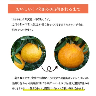 【先行受付】天草産 訳あり 不知火 約5kg_S153-002