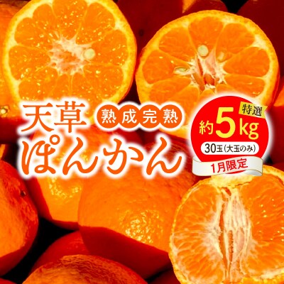 香りを食す!熟成完熟天草ぽんかん 1月限定 特選約5kg(30玉)〈先行受付〉_S117-007