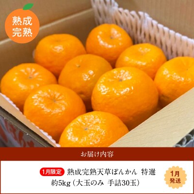 香りを食す!熟成完熟天草ぽんかん 1月限定 特選約5kg(30玉)〈先行受付〉_S117-007