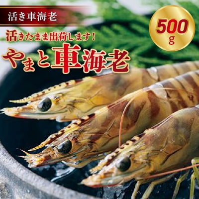 【指定日必須】活き車海老「やまと車海老」500g〈先行受付〉_S010-082 | ふるさと納税のお礼品