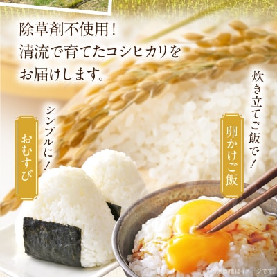 天草市方原産　白米(コシヒカリ)5キロ【先行受付】_S150-003