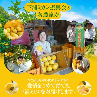 農家の手摘み　あまくさ木成り晩柑　5kg_S040-032