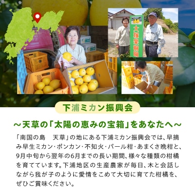 農家の手摘み　あまくさ木成り晩柑　5kg_S040-032