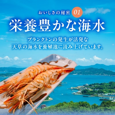 家庭用Mサイズ 冷凍 車海老(傷有・要加熱)1kg_S146-003