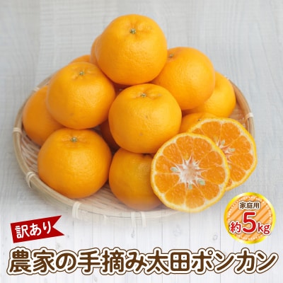 【訳あり】農家の手摘み 太田 ポンカン 家庭用約5kg_S040-027