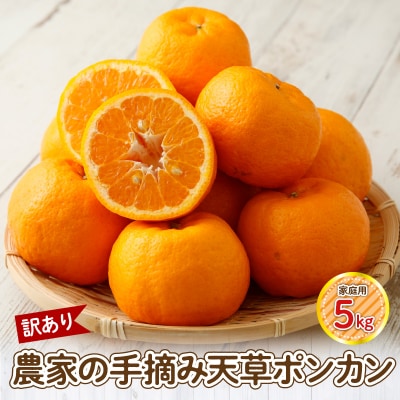 【訳あり】農家の手摘み　天草ポンカン　家庭用　5kg_S040-028