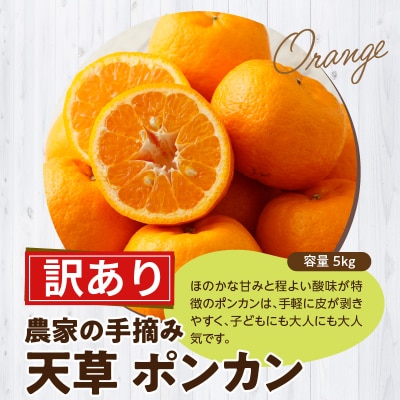 【訳あり】農家の手摘み　天草ポンカン　家庭用　5kg_S040-028
