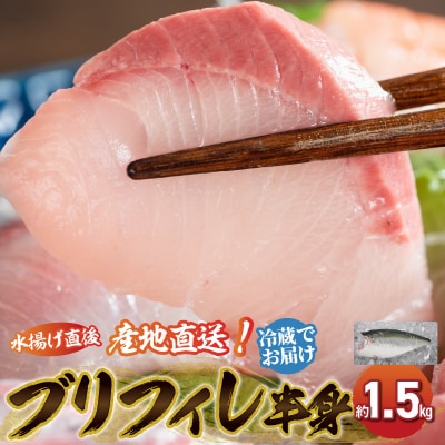 活〆天草ぶり ブリフィレ 約1.5kg【先行受付】_S042-005