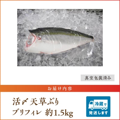 活〆天草ぶり ブリフィレ 約1.5kg【先行受付】_S042-005