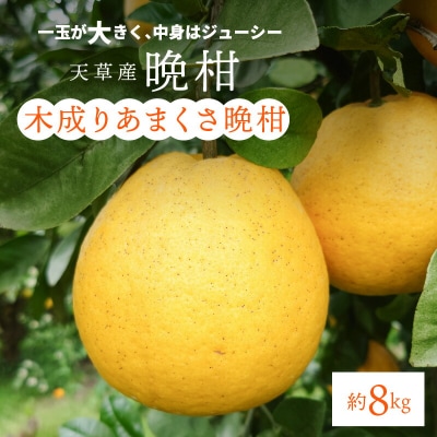 【先行受付】熊本県天草産木成りあまくさ晩柑 約8kg_S153-003