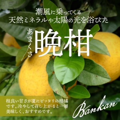 【先行受付】熊本県天草産木成りあまくさ晩柑 約8kg_S153-003