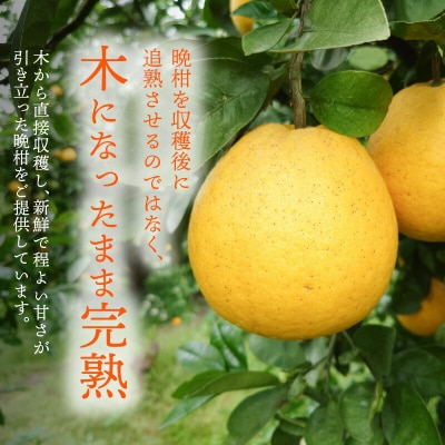【先行受付】熊本県天草産木成りあまくさ晩柑 約8kg_S153-003