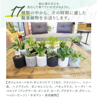 【ふるさと納税限定】初心者の人にもお勧め!エコ・ポチ　トライアルセット_S060-110