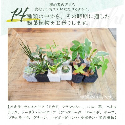 【ふるさと納税限定】初心者の人にもお勧め!エコ・ポチ　トライアルセット・ミニ_S060-111