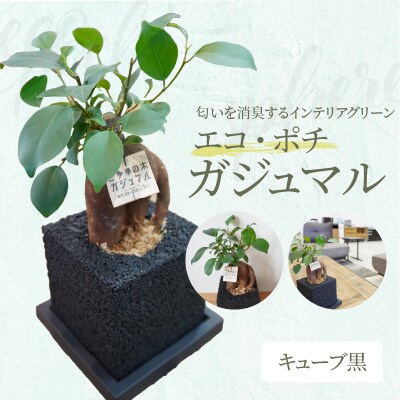 エコ・ポチ　キューブ黒　ガジュマル_S060-113