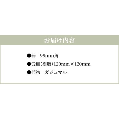 エコ・ポチ　キューブ黒　ガジュマル_S060-113