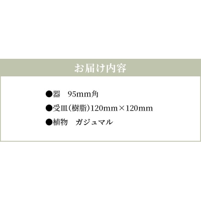 エコ・ポチ　キューブ黒　ガジュマル_S060-113