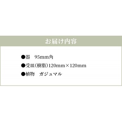 エコ・ポチ　キューブ白　ガジュマル_S060-114