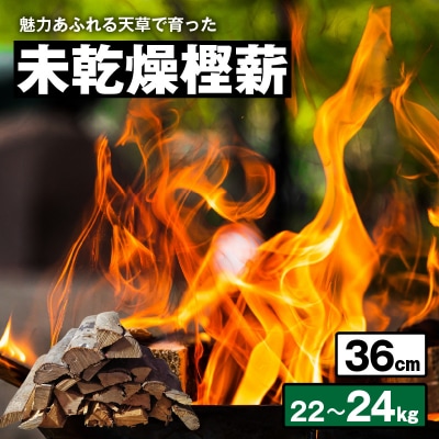 魅力あふれる天草で育った未乾燥樫薪(天樫　長さ36cm　22～24kg)_S163-008