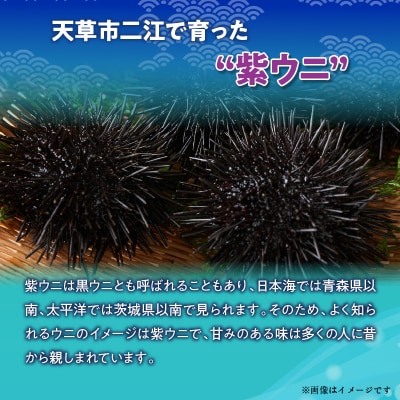 天草二江の天然紫うに 100g_S157-012