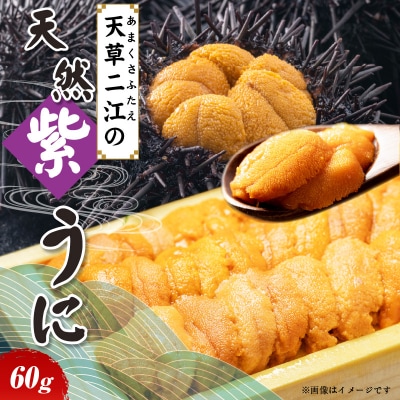 天草二江の天然紫うに 60g_S157-010