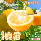 あまくさ晩柑 約5kg【先行受付】_S149-003