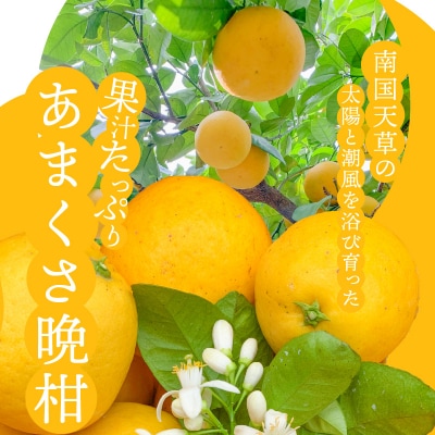 あまくさ晩柑 約5kg【先行受付】_S149-003
