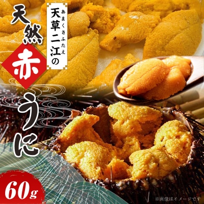 天草二江の天然赤うに 60g_S157-004