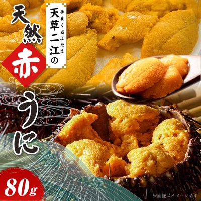 天草二江の天然赤うに 80g_S157-005