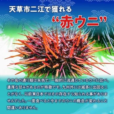 天草二江の天然赤うに 80g_S157-005