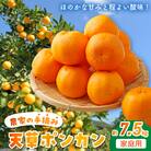 農家の手摘み天草ポンカン約7.5kg 家庭用〈先行受付〉_S040-008A