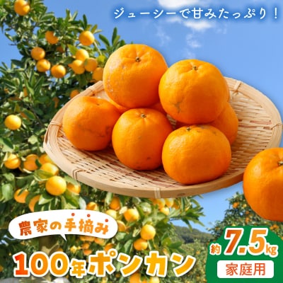 〈先行受付〉農家の手摘み100年ポンカン 約7.5kg 家庭用_S040-009A