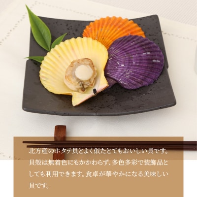 【先行受付】熊本県天草崎津産 緋扇貝(ひおうぎがい)彩り　8枚_S021-005