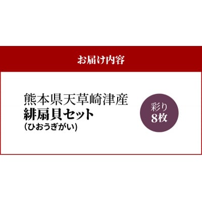 【先行受付】熊本県天草崎津産 緋扇貝(ひおうぎがい)彩り　8枚_S021-005