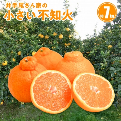 〈先行受付〉井手尾さん家の小さい不知火 約7kg 家庭用_S086-004A