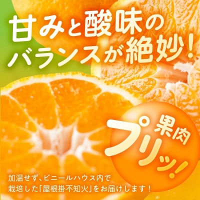 屋根掛 不知火 約5kg【先行受付】_S149-005