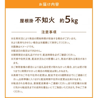 屋根掛 不知火 約5kg【先行受付】_S149-005