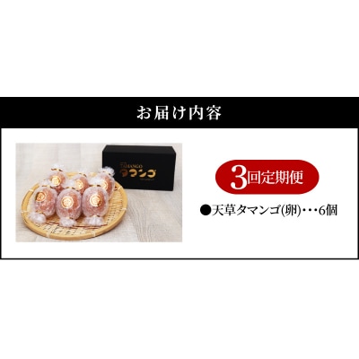 【定期便3回】天草 タマンゴ 6個 卵_S038-T03