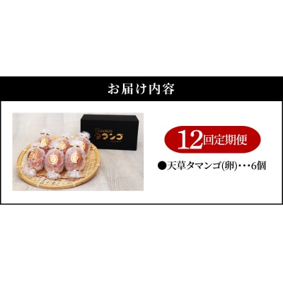 【定期便12回】天草 タマンゴ 6個 卵_S038-T12