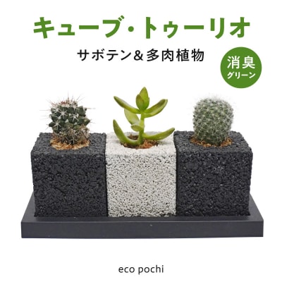 キューブ・トゥーリオ　世界初の消臭グリーン(サボテン・多肉植物)_S060-122
