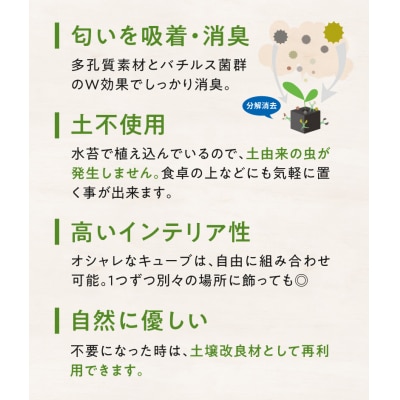 キューブ・トゥーリオ　世界初の消臭グリーン(サボテン・多肉植物)_S060-122