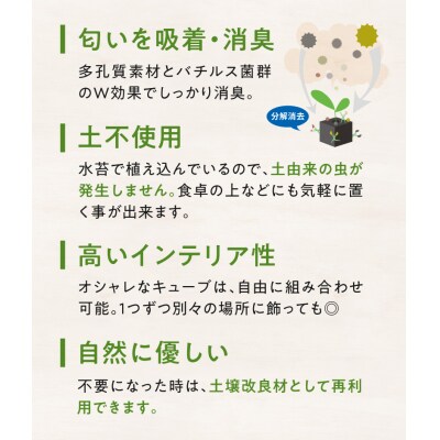 キューブ・トゥーリオ　世界初の消臭グリーン(サボテン・多肉植物)_S060-122