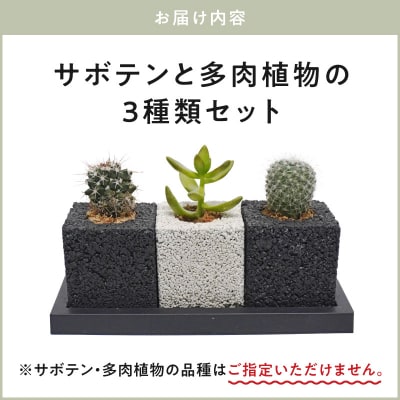 キューブ・トゥーリオ　世界初の消臭グリーン(サボテン・多肉植物)_S060-122