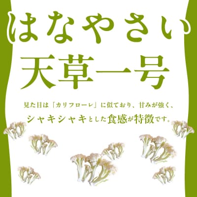 スティックカリフラワー (天草一号)1kg_S150-007