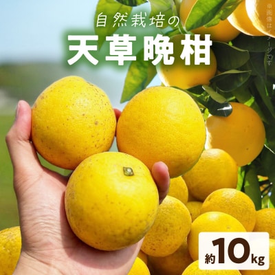 【自然栽培】天草晩柑 約10kg_S178-002