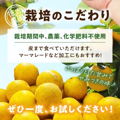 【自然栽培】天草晩柑 約10kg_S178-002