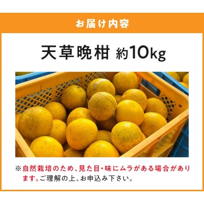 【自然栽培】天草晩柑 約10kg_S178-002